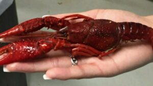 CrawDawg's Crazy 'Bout CrawDad's - Lumberton