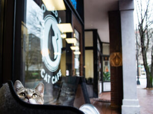 Crooked Tail Cat Cafe - Winston-Salem