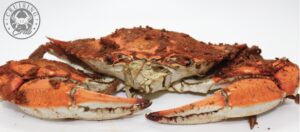 Cruising Crab - White Marsh