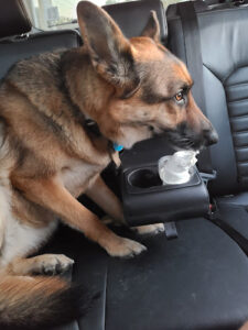 Dairy Queen (Treat) - Grove City