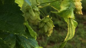 High Springs Brewing Company - High Springs