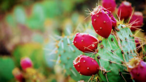 Prickly Pear Brewery - Ballinger
